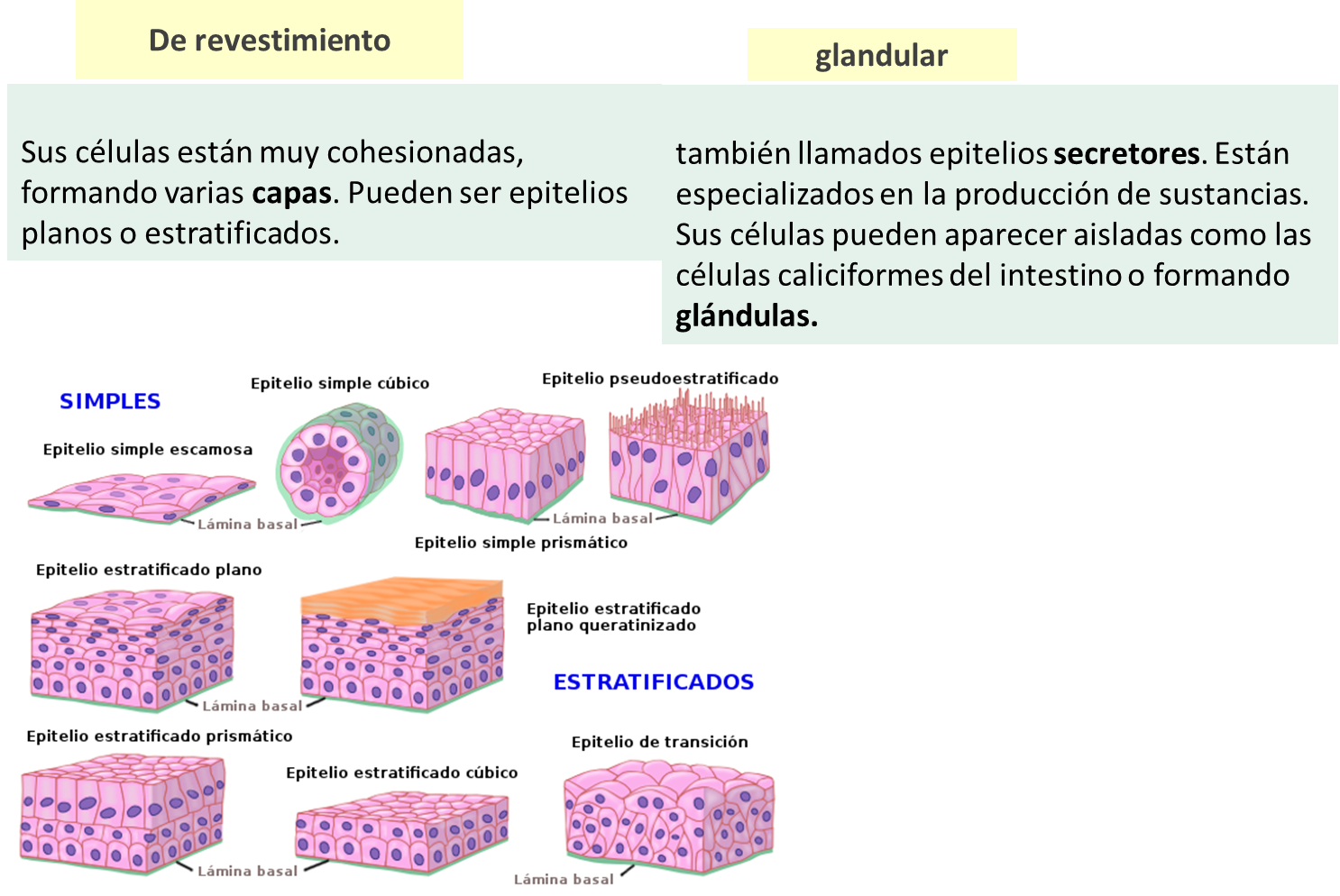 epitelial y glandular